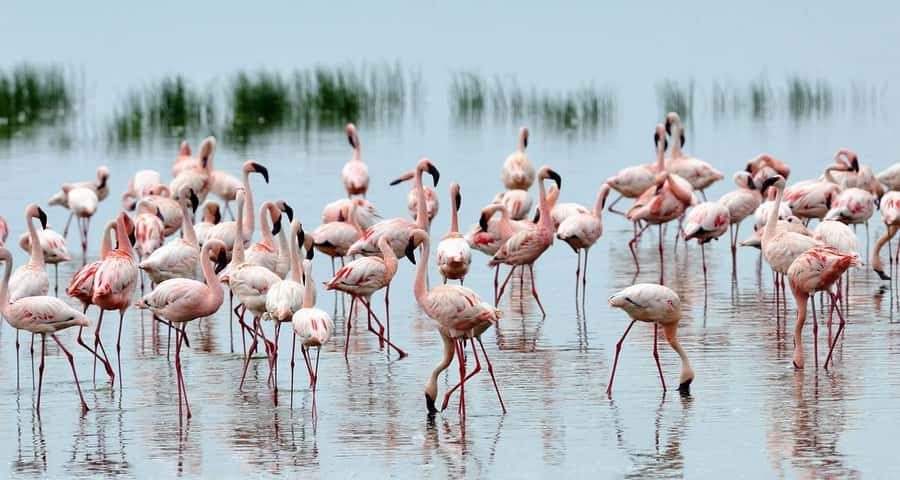 2 Day Tour Lake Nakuru, Hell' s Gate & Lake Naivasha Safari - Day two: cycling through Hell’s Gate National Park