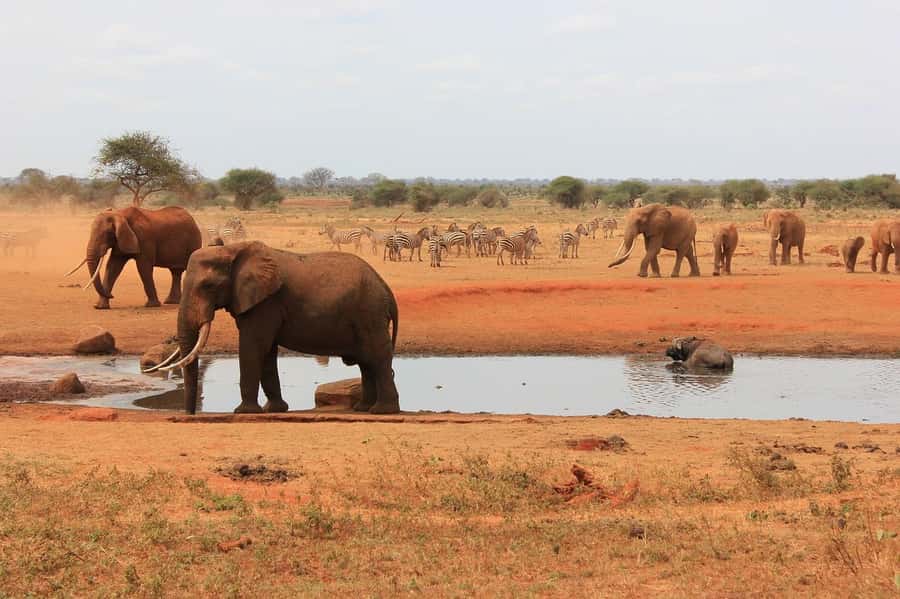 2-Day Tsavo East National Park Safari (with options) - The early morning drive on day two