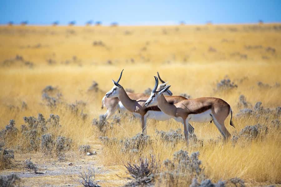 2-Day Tsavo East National Park Safari (with options) - Working out the $360 price
