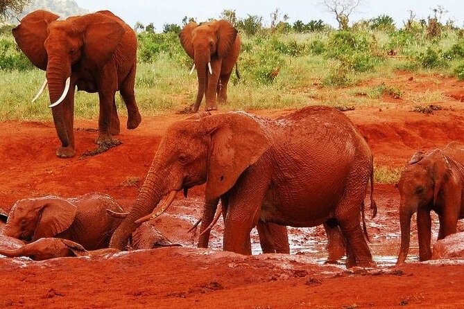 2-Day Tsavo East Private Tour - Why Tsavo East works well from Diani Beach