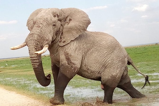 2-Day Tsavo National Park Private Safari from Mombasa - Key points to know before booking