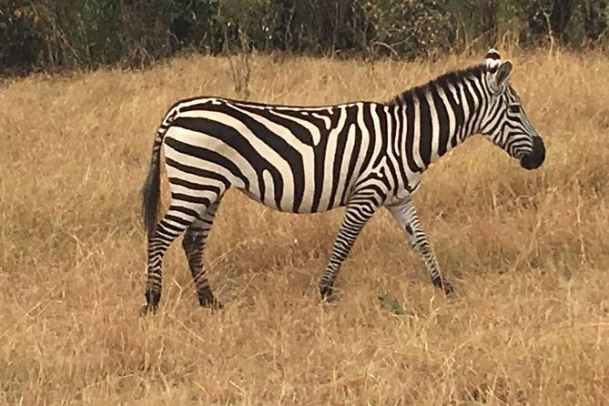 2-Day Tsavo National Park Private Safari from Mombasa - Wildlife to watch for in this part of Kenya