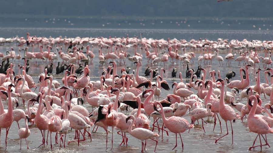 2-Day Wildlife & Nature Tour: Lake Nakuru & Naivasha Safari! - Why this route works so well