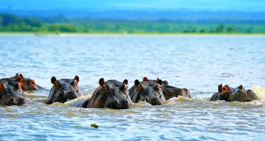 2-Day Wildlife & Nature Tour: Lake Nakuru & Naivasha Safari! - Lake Nakuru National Park: rhinos, birds, and open views