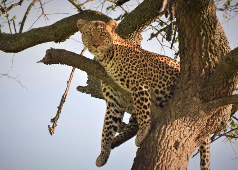 2-Day Wildlife & Nature Tour: Lake Nakuru & Naivasha Safari! - The Rhino Sanctuary adds meaning to the game drive
