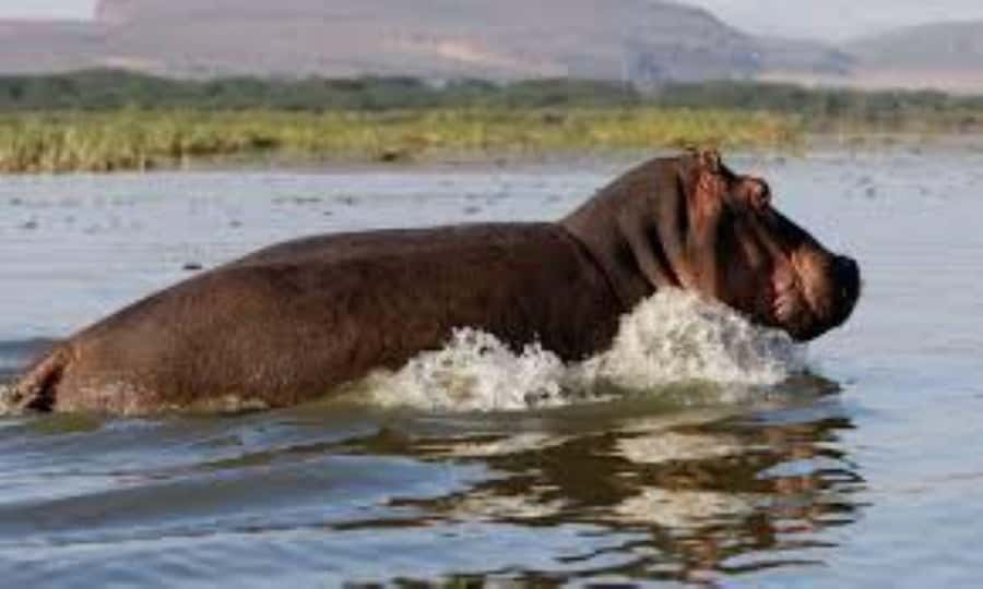 2-Day Wildlife & Nature Tour: Lake Nakuru & Naivasha Safari! - Lake Naivasha offers a quieter finish