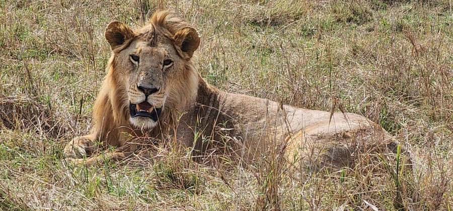 2-Day Wildlife & Nature Tour: Lake Nakuru & Naivasha Safari! - The driving schedule is the biggest practical issue