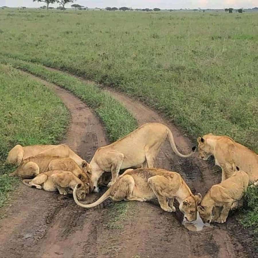 2-Day Wildlife & Nature Tour: Lake Nakuru & Naivasha Safari! - Leaving Nairobi for the Rift Valley