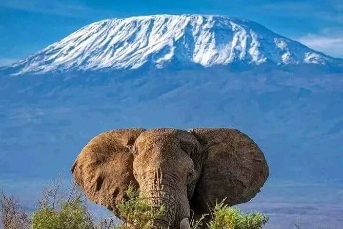 2 Days 1 Night Amboseli National Park Private Safari. - Why Amboseli works so well for a short safari