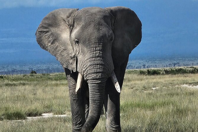 2 Days 1 Night Amboseli National Park Private Safari. - The 3:30 p.m. game drive in Amboseli