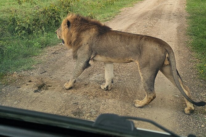 2 Days 1 Night Amboseli National Park Private Safari. - Kibo Safari Camp and the overnight stay