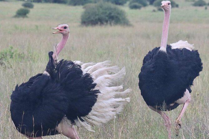 2 Days 1 Night Amboseli National Park Private Safari. - The 7:00 a.m. morning drive