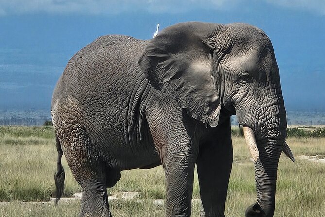2 Days 1 Night Amboseli National Park Private Safari. - Walking at Observation Hill