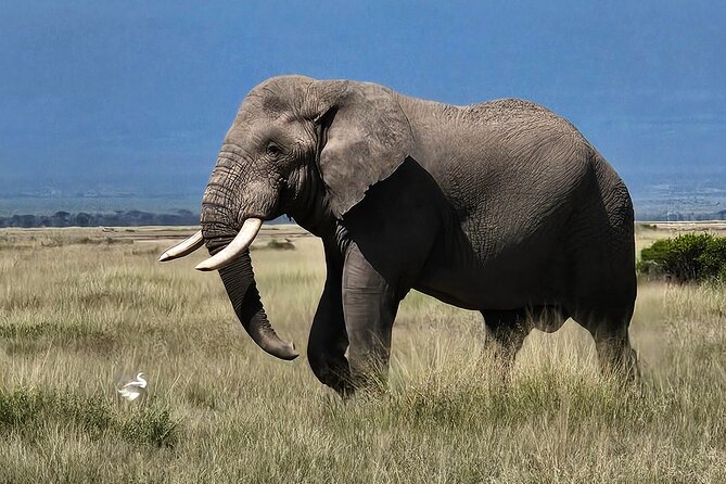 2 Days 1 Night Amboseli National Park Private Safari. - The return to Nairobi around 4:00 p.m.