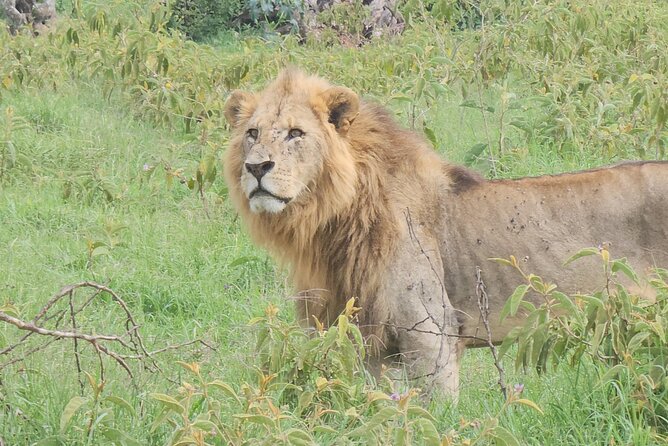 2 Days 1 Night Amboseli National Park Private Safari. - What the $470 price really includes
