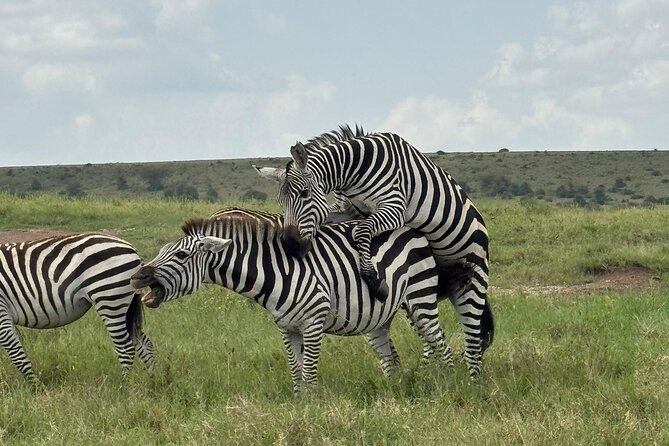 2 Days 1 Night Amboseli National Park Private Safari. - Leaving Nairobi at 8:00 in the morning