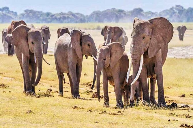 2 Days 1 Night Amboseli National Park Safari from Nairobi - Arriving in Amboseli for lunch and an afternoon drive