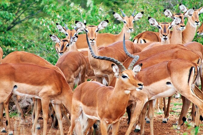 2 Days 1 Night Amboseli National Park Safari from Nairobi - Observation Hill and the only park walk