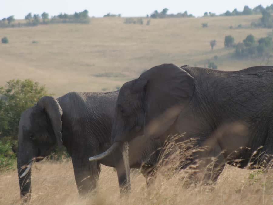 2 Days 1 Night Amboseli Safari - Key points about this Amboseli safari