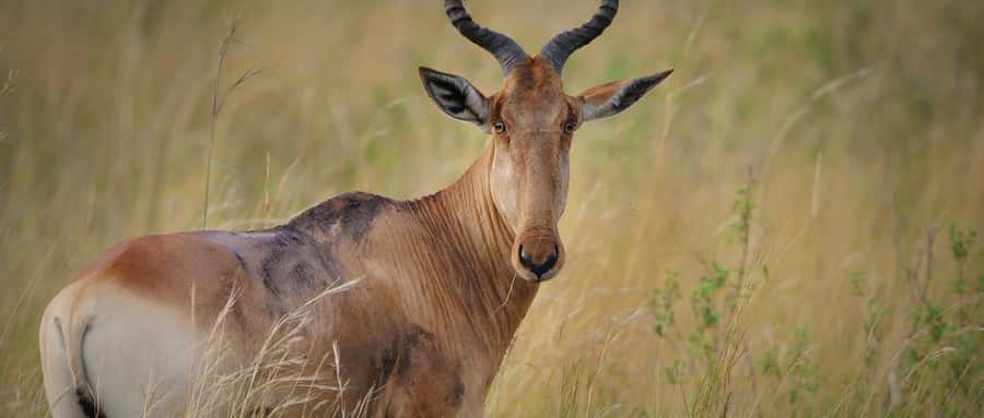 2 Days 1 Night Amboseli Safari - Day two: an early game drive before Nairobi