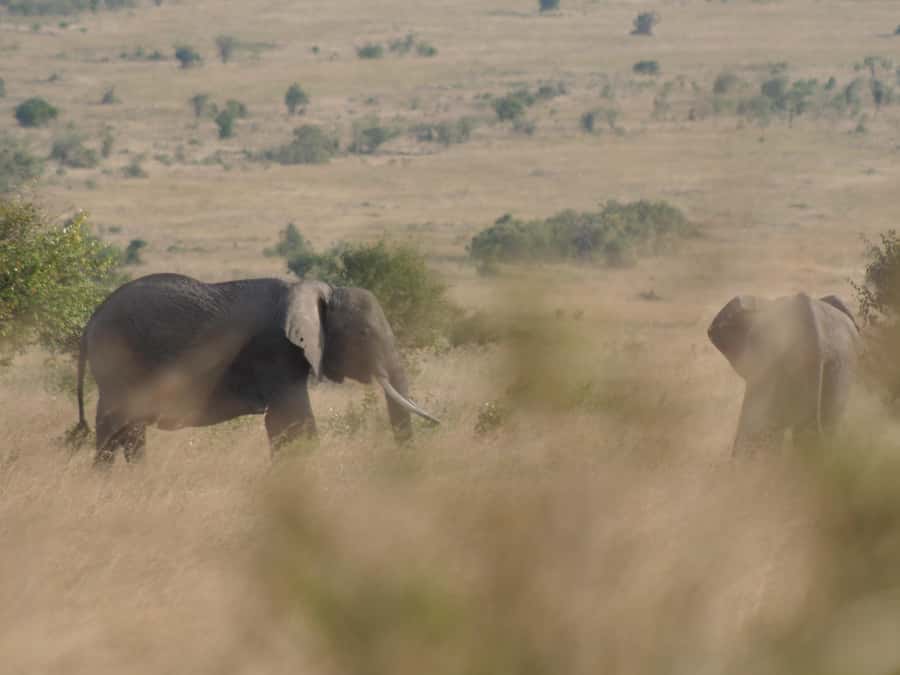 2 Days 1 Night Amboseli Safari - The Masai village option and the cost in park time