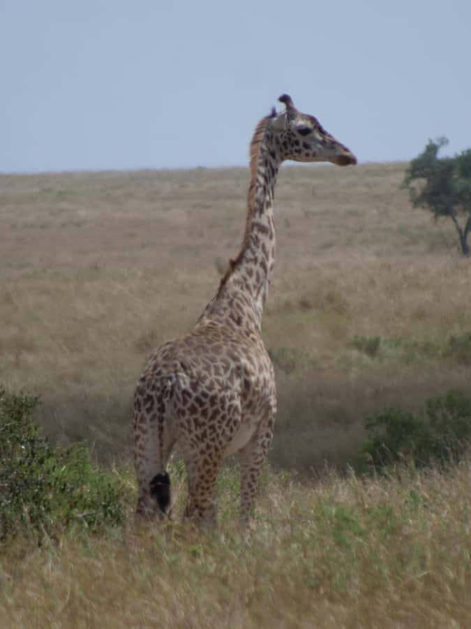 2 Days 1 Night Amboseli Safari - Vehicle, guide, and group coordination