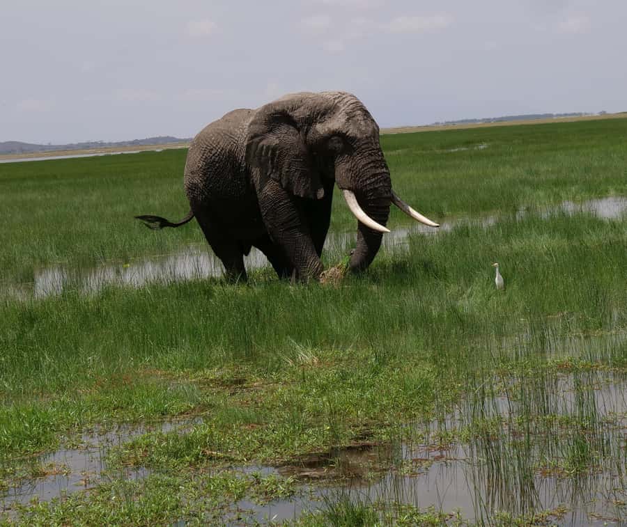 2 Days 1 Night Amboseli Safari - Is $548 good value for two days?