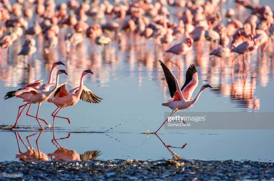 2 Days 1 Night Amboseli Safari - Who will like this trip most?