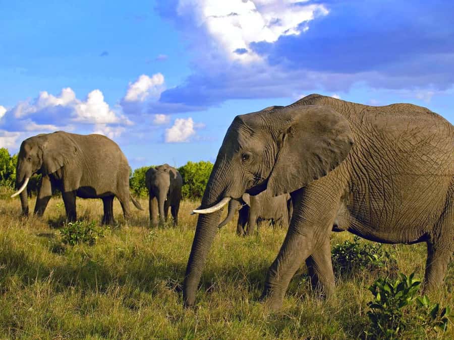 2 Days 1 Night Amboseli Safari - Day one: Nairobi pickup and the road to Amboseli