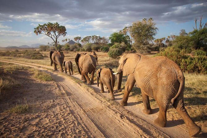 (2 Days, 1 Night) Day & Night Game Drive Tsavo East National Park - Why Tsavo East works for a short coastal safari