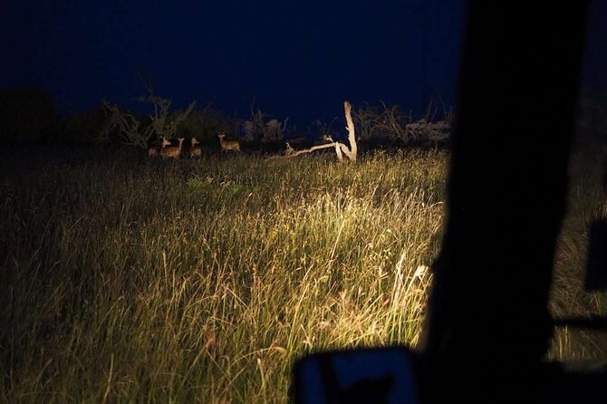 (2 Days, 1 Night) Day & Night Game Drive Tsavo East National Park - Sleeping in Tsavo and leaving after breakfast