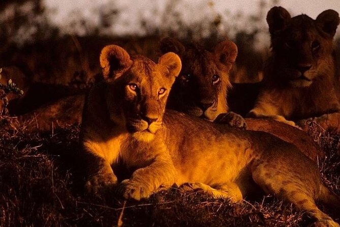(2 Days, 1 Night) Day & Night Game Drive Tsavo East National Park - Morning wildlife viewing inside Tsavo East