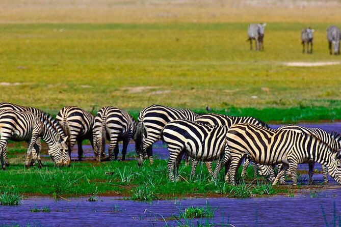 2 Days 1 Night Private Tour to Amboseli National park 4<em>4 Vehicle – Key Things to Know Before You Book’ /></p>
<ul>
<li><strong>Mount Kilimanjaro is the visual star:</strong> Clear weather can place the mountain behind elephants, lions, and open plains.</li>
<li><strong>Elephants are Amboseli’s strongest wildlife draw:</strong> Large herds often gather near the park’s swamp areas.</li>
<li><strong>The safari begins early from Nairobi:</strong> Pickup is scheduled for 7:00 a.m. from your hotel or airport.</li>
<li><strong>The $500 price includes the essentials:</strong> Park entry, accommodation, breakfast, lunch, dinner, bottled water, transport, and guide services are covered.</li>
<li><strong>You get a private tour in principle:</strong> Only your group should participate, but confirm this directly because one booking was reportedly altered.</li>
<li><strong>The Masai village visit costs extra:</strong> Budget an additional $20 if you want to add it.</li>
</ul>
<h2 id="why-amboseli-works-so-well-for-a-short-safari">Why Amboseli Works So Well for a Short Safari</h2>
<p><img width="669" height="446" decoding="async" src=