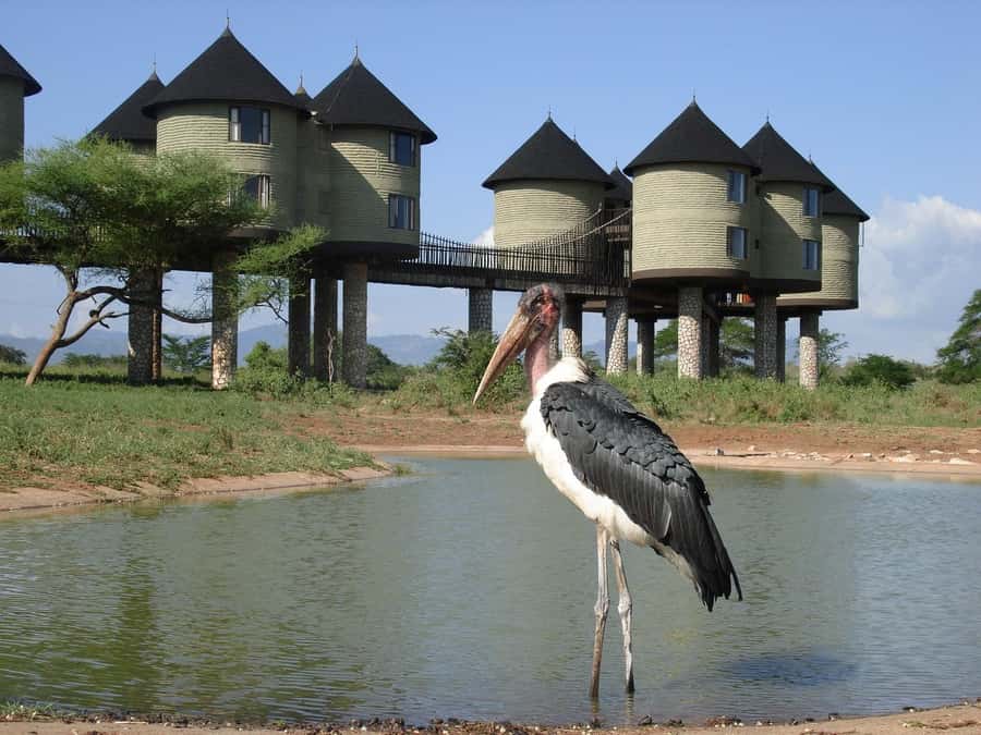 2 days 1 night saltlick safari from Diani/Mombasa - Lunch, two hours of rest, and the evening drive