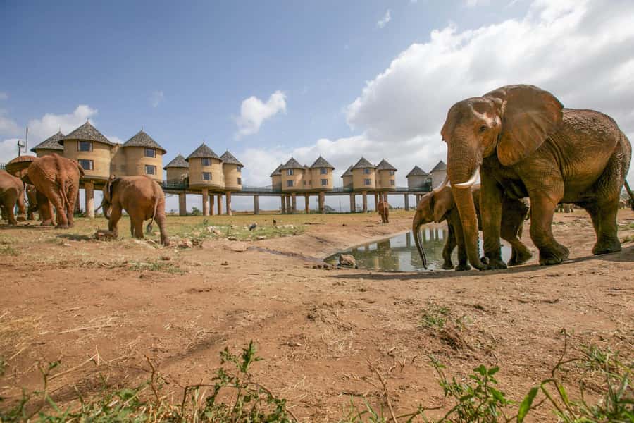 2 days 1 night saltlick safari from Diani/Mombasa - The journey back to Mombasa or Diani Beach
