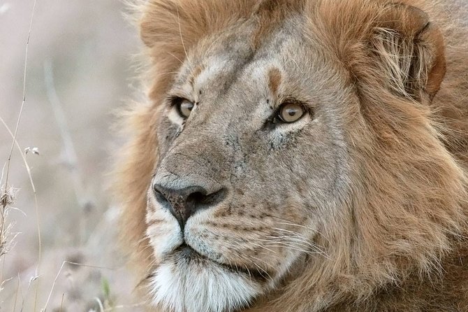 2 Days 1 Night tour to the Amboseli National Park. - Setting off at 6:00 am in a safari minivan