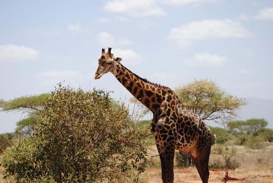2 days 1 night Tsavo East safari from Diani/Mombasa - Buchuma Gate and the first Tsavo East game drive