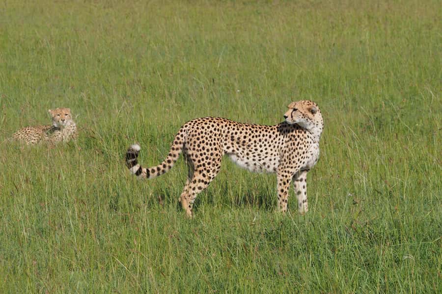 2 days 1 night Tsavo East safari from Diani/Mombasa - Lunch and a two-hour break at the lodge