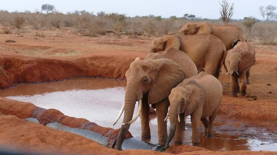 2 days 1 night Tsavo East safari from Diani/Mombasa - The 7:00 am pickup from Mombasa or Diani