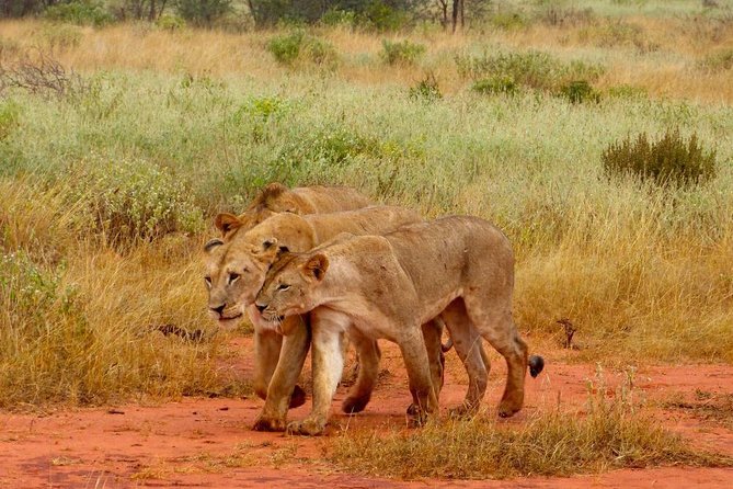 2 Days (1 night); Tsavo East & Saltlick Safari: - The early start from Diani Beach