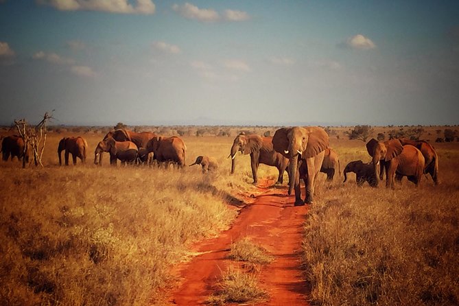 2 Days (1 night); Tsavo East & Saltlick Safari: - Lunch at Zomeni Lion Hill Lodge