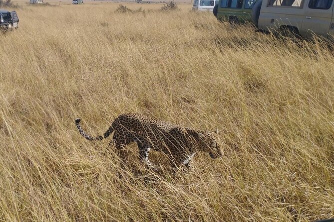 2 Days Adventurous Safari in Amboseli (Mid Range Tour) - The final morning drive at 6 a.m.
