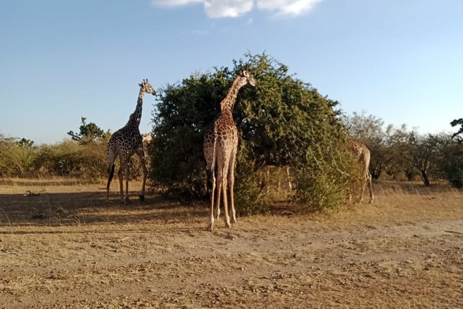 2 Days Adventurous Safari in Amboseli (Mid Range Tour) - Leaving Nairobi at 7 a.m. for Amboseli