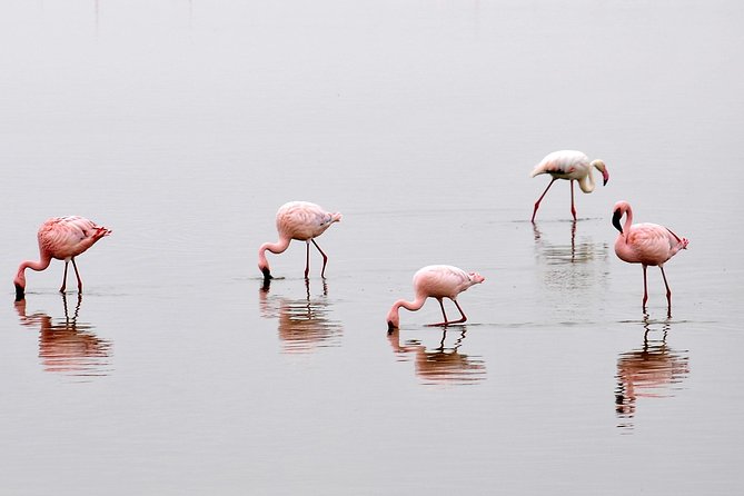 2 Days Amboseli Getaway Trip - At a glance: what makes this safari worth considering
