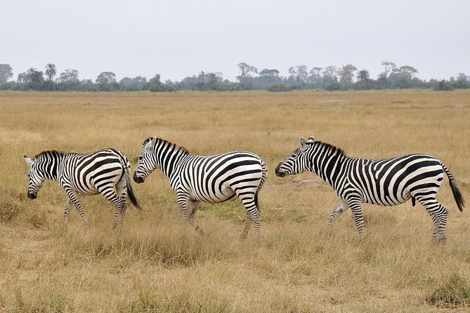 2 Days Amboseli Getaway Trip - Why Amboseli works for a short safari