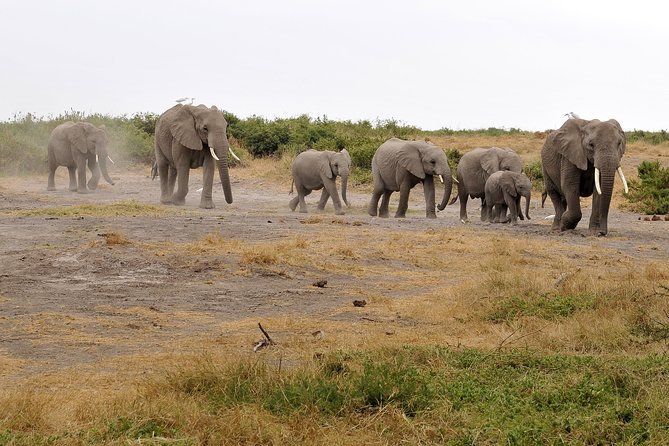 2 Days Amboseli Getaway Trip - Day two: an early drive and a high viewpoint