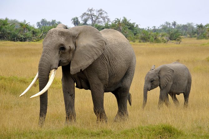 2 Days Amboseli Getaway Trip - The private format and guide quality