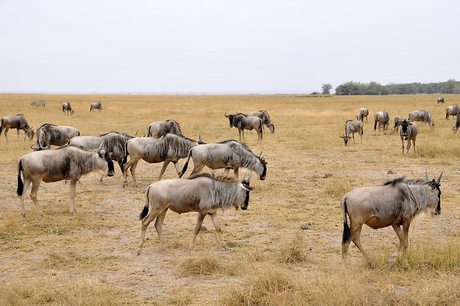2 Days Amboseli Getaway Trip - Leaving Nairobi at 7:00 am