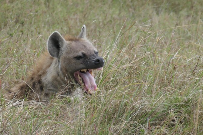2 Days Amboseli National Park Safari - Why Amboseli works for a two-day safari