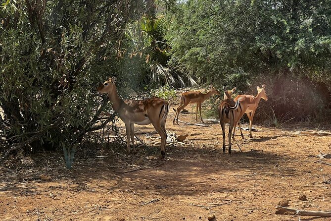 2 Days Amboseli National Park Safari - Day one: lunch, lodge check-in, and the afternoon drive